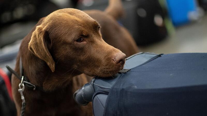 Ein Drogenspürhund schnüffelt während einer Gepäckkontrolle des Zolls am Flughafen Köln/Bonn an Koffern.