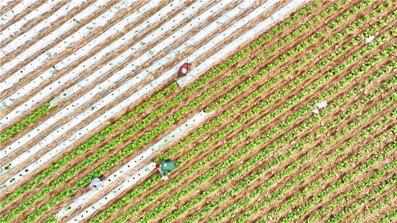 Ein Drohnenfoto zeigt Bauern bei der Arbeit in einem Gemüseanbaugebiet im Kreis Tancheng.
