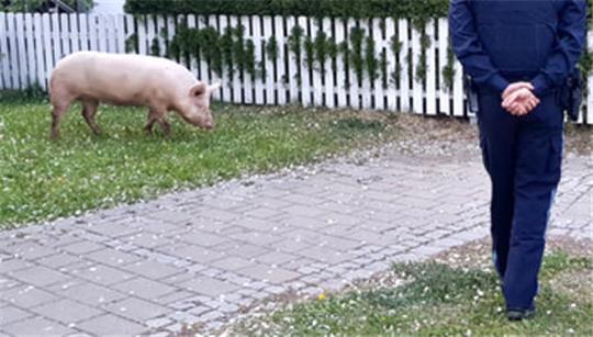 Ein Ehepaar hielt Schweine in seinem Garten, was bei den Nachbarn für Unmut sorgte. (Symbolbild)