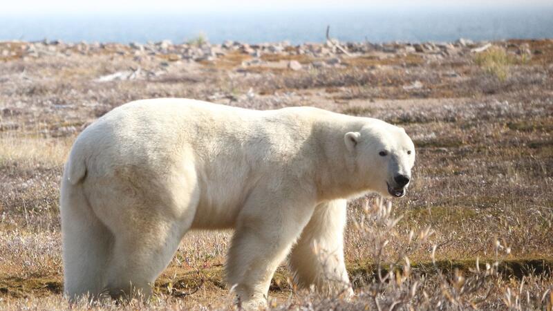 So bedroht die Klimakrise Eisbären Ein Eisbär (Ursus maritimus) in der westlichen Hudson Bay Region im nordöstlichen Teil Kanadas.