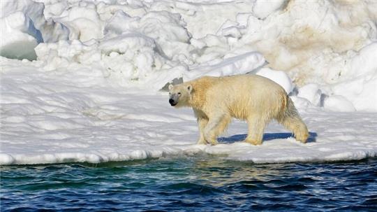 Ein Eisbär hat sich zum ersten Mal mit dem Vogelgrippe-Virus infiziert.(Archivbild)