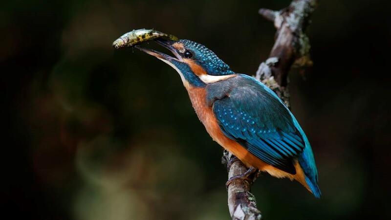 Ein Eisvogel fängt einen Stichling und sich damit womöglich einen Parasiten ein.