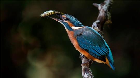 Ein Eisvogel fängt einen Stichling und sich damit womöglich einen Parasiten ein.