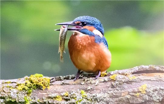 Ein Eisvogel mit einem kleinem Fisch im Schnabel verweilt auf einem Ast.