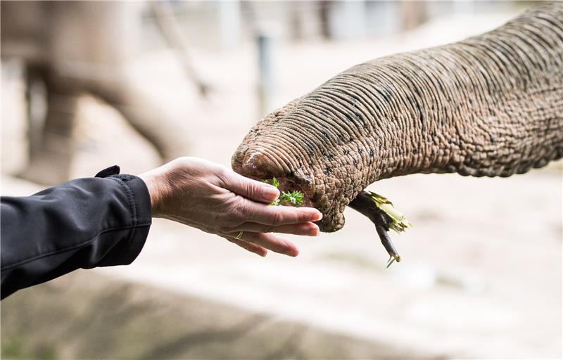 Ein Elefant greift mit seinem Rüssel nach der Hand einer Besucherin, die dem Elefanten Futter reicht. Foto: Lukas Schulze/dpa