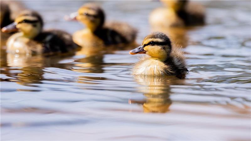Ein Entenküken ist in einen Entwässerungsschacht gefallen, die Feuerwehr rettete das Jungtier. (Symbolbild)