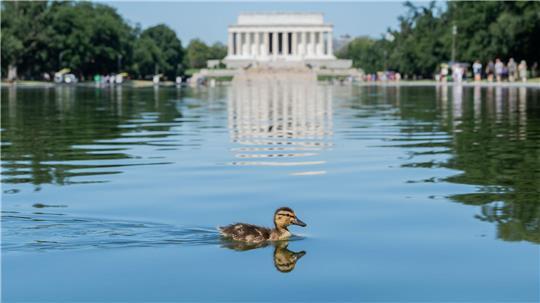 Ein Entenküken schwimmt durch grüne Algenflecken im Reflecting Pool des Lincoln Memorials in Washington.