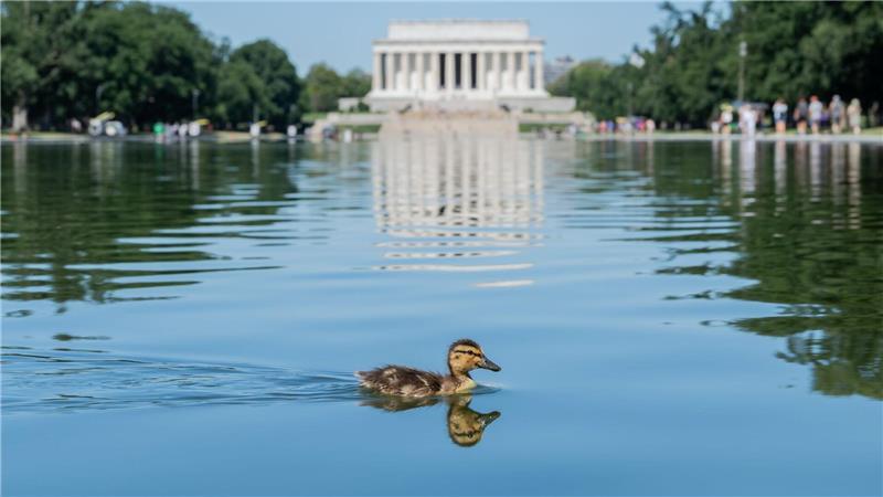 Ein Entenküken schwimmt durch grüne Algenflecken im Reflecting Pool des Lincoln Memorials in Washington.