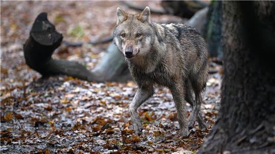 Ein Europäischer Wolf in einem Gehege im Wolfcenter Dörverden. In Niedersachsen soll es zwischen 500 und 600 freilebende Wölfe geben.