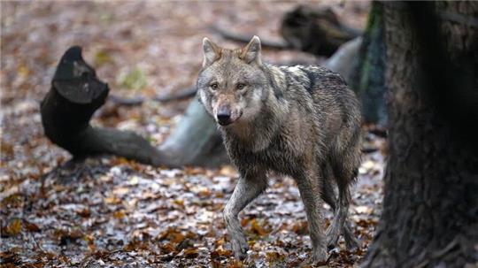 Ein Europäischer Wolf in einem Gehege vom Wolfcenter Dörverden.