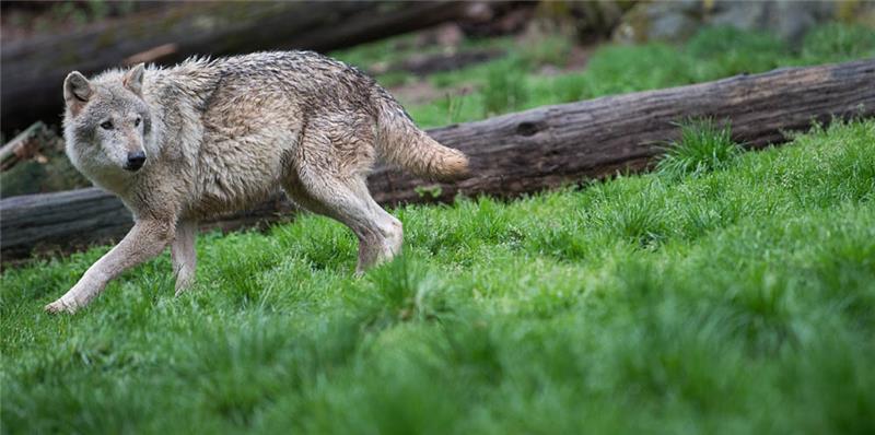 Ein Europäischer Wolf läuft durch ein Wolfsgehege. Foto: Sebastian Gollnow/dpa