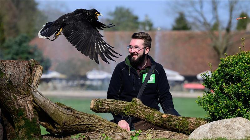 Ein Falklandkarakara im Vogelpark.