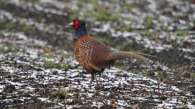 Vogelgrippe in deutschen und dänischen Geflügelhöfen Ein Fasan läuft über einen Acker. In einer dänischen Fasanenzucht nahe der deutschen Grenze ist die Vogelgrippe nachgewiesen worden.
