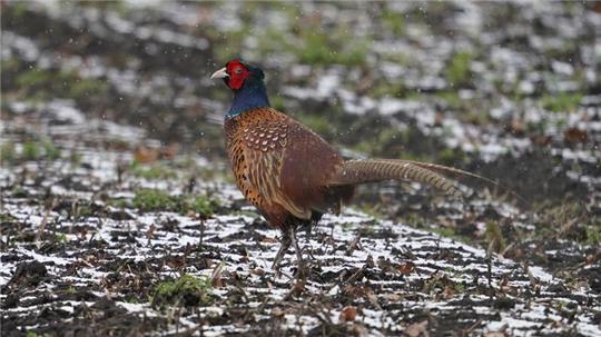 Ein Fasan läuft über einen Acker.  In einer dänischen Fasanenzucht nahe der deutschen Grenze ist die Vogelgrippe nachgewiesen worden.