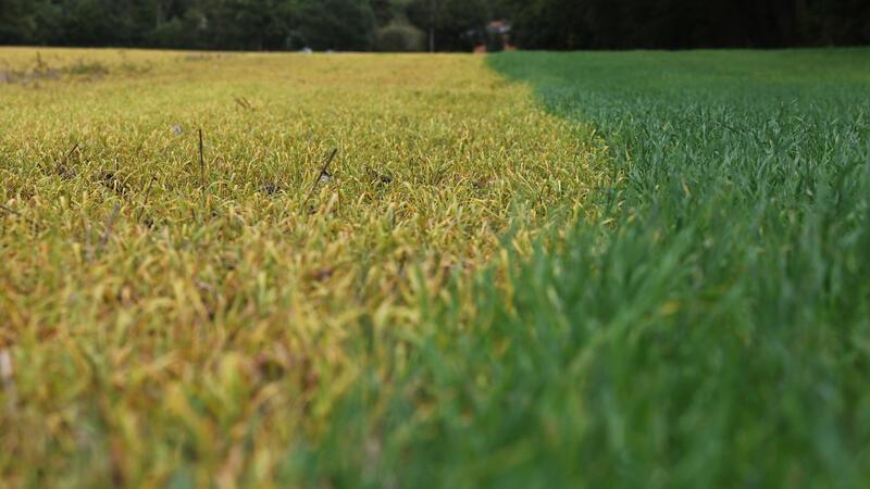 Ist Glyphosat schädlich? 6 Fragen und Antworten Ein Feld nach Behandlung mit Glyphosat.