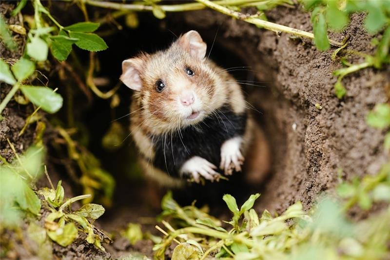 Tag des Artenschutzes: „Einmal verloren, ist immer verloren“ Ein Feldhamster schaut auf einer Ackerfläche aus seinem Bau. Der putzig aussehende Nager mit den typischen Hamsterbacken ist vom Aussterben bedroht. Foto: Uwe Anspach/dpa