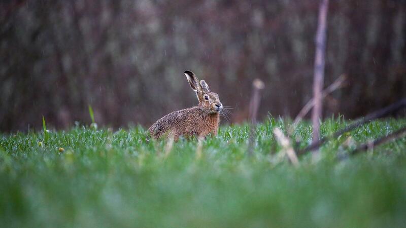 Biene, Hase, Regenwurm: Wie geht es Tieren im Hochwasser? Ein Feldhase im Regen auf einer Wiese. Das Hochwasser hat auch Auswirkungen auf Wildtiere.