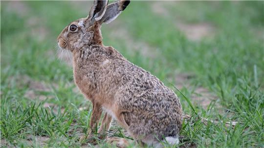 Ein Feldhase sitzt in einer Ackerfurche. Die Hasenpest endet für Hasen und Kaninchen oft tödlich - aber auch Menschen können erkranken.