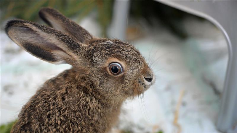Wildtiere retten – moralische Pflicht oder schädlich? Ein Feldhase sitzt in einer Wildtier-Auffangstation.