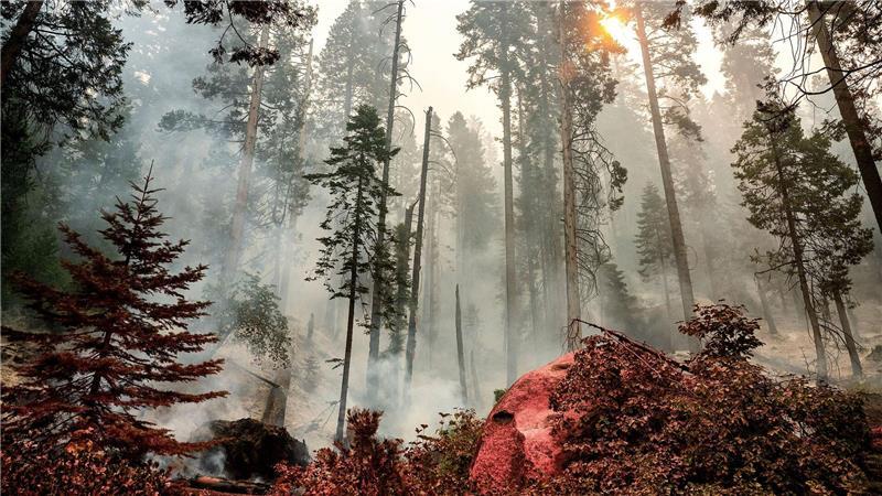Bilder des Tages Ein Feuer brennt im Gebiet McKinley Grove im Sierra National Fores in Kalifornien