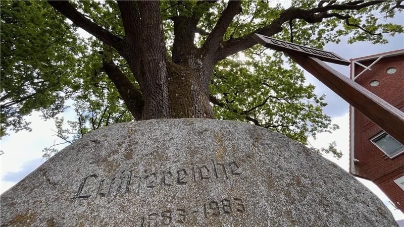 „Operation Luthereiche“: Heinbockel will beeindruckenden Baum retten Ein Findling kennzeichnet die Luthereiche. Das Pflanzjahr 1883 geht auf den 400. Geburtstag Martin Luthers zurück.