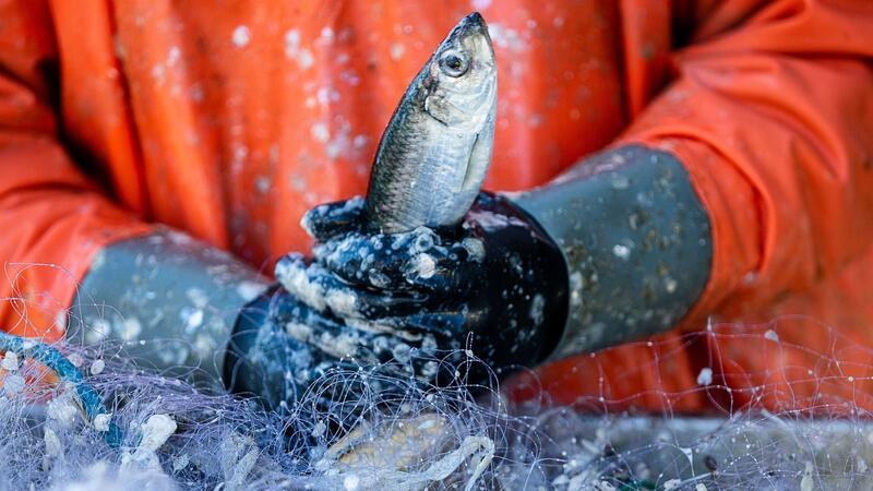 Auch 2024 große Einschränkungen für Ostseefischer Ein Fischer pult im Hafen frisch gefangene Heringe aus den Stellnetzen.