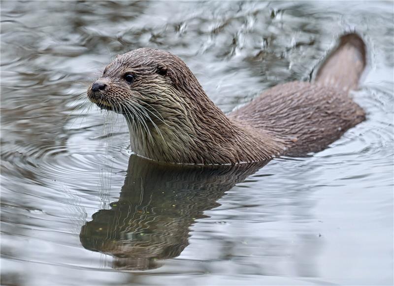 In Hamburg leben wieder Fischotter - Mindestens 15 Tiere Ein Fischotter (Lutra lutra) in seinem Gehege im Wildpark Schorfheide. Nachdem die Fischotter in Hamburg nahezu ausgerottet waren, sind nun wieder ein gutes Dutzend dieser Tiere in den Gewässern der Hansestadt unterwegs. Foto: Patrick Pleul/dpa-Zentralbild/dpa
