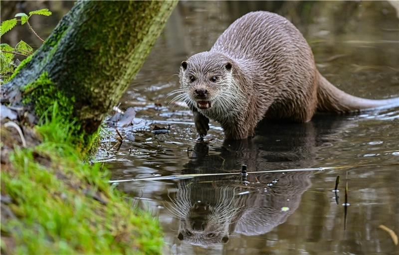 Bauarbeiten an der K39: So kommen Otter nicht unter die Räder Ein Fischotter wandert am Ufer entlang. Foto: Patrick Pleuel/dpa