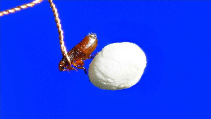 Ein Floh als Torschütze.