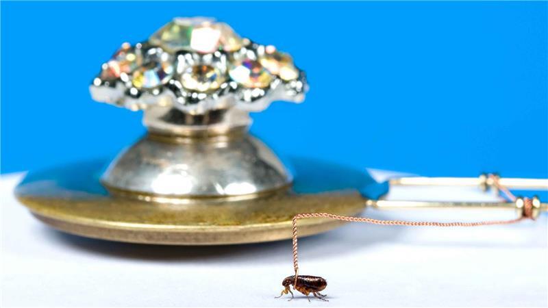 Ein Floh dreht das Karussell.