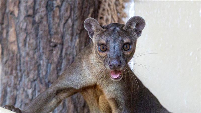 Ein Fossa blickt im Madagaskar-Pavillon im Thüringer Zoopark in Erfurt zum Fotografen.