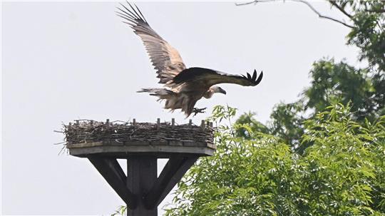 Ein Gänsegeier fliegt über einem Storchennest in der Region Hannover.