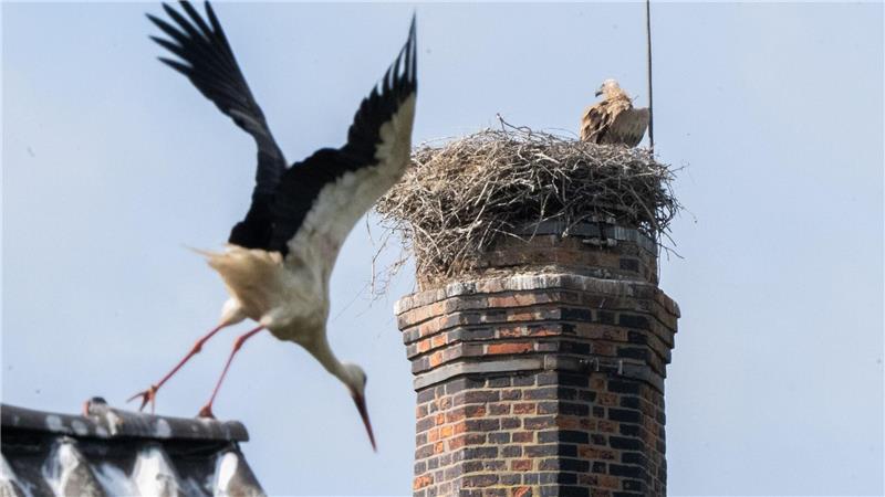 Ein Gänsegeier hat erneut ein Storchennest angegriffen und alle Jungtiere getötet.