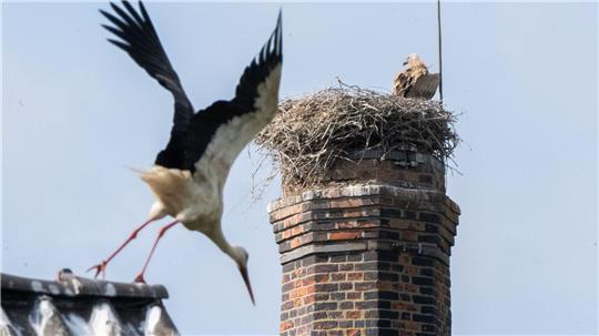 Ein Gänsegeier hat erneut ein Storchennest angegriffen und alle Jungtiere getötet.