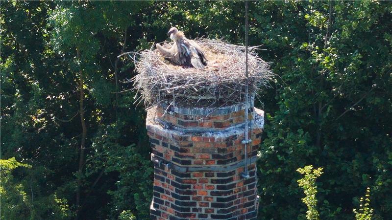 Storchendrama geht weiter - Gänsegeier tötet erneut Ein Gänsegeier sitzt auf einem Storchennest im Landkreis Hildesheim.