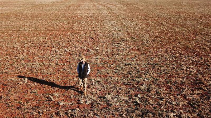 Ein Getreidebauer geht während einer Dürreperiode in Australien 2018 über sein vertrocknetes Rapsfeld. (Archivbild)