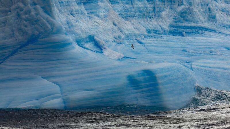Vogelgrippe in der Antarktis Ein Gletscher im Weddellmeer: Nachdem der aktuelle Vogelgrippe-Ausbruch die Antarktis erreicht hat, befürchten Umweltexperten ein Massensterben von Seevögeln.