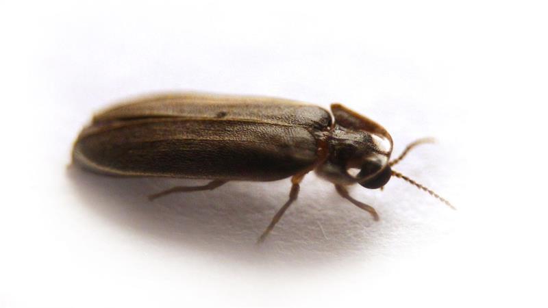 Ein Glühwürmchen braucht drei Jahre, um von der Larve zum Käfer zu reifen.