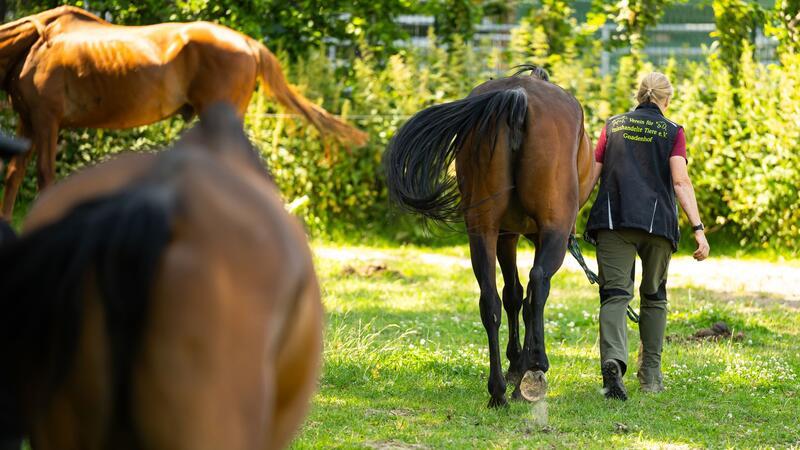 Ein Gnadenhof für Tiere bei Uelzen kommt an seine Grenzen.