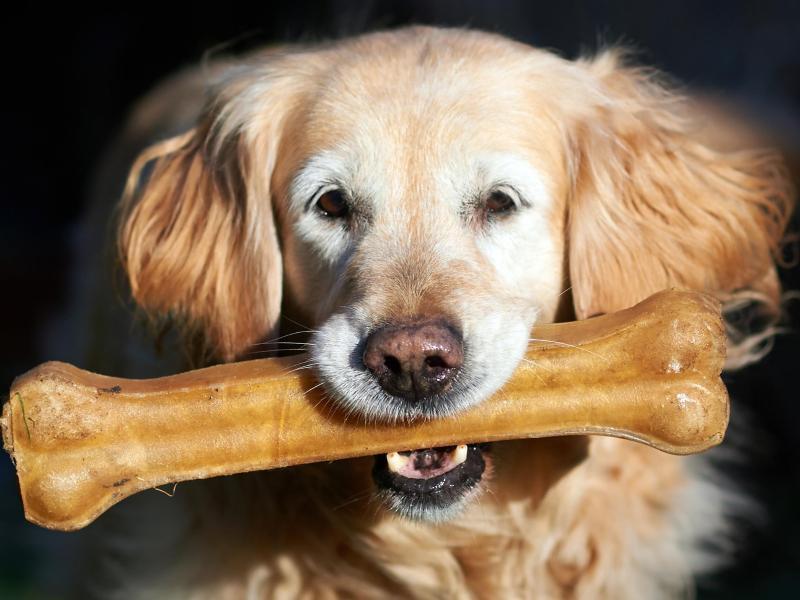 Ein Golden Retriever Hund mit einem Kauknochen. Foto: Bernd Thissen/dpa