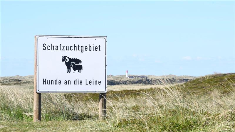 Ein Goldschakal auf Sylt hat erneut das Verwaltungsgericht beschäftigt. (Symbolbild)
