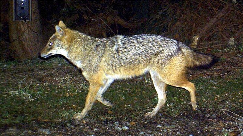 Ein Goldschakal im Bayerischen Wald. (Symbolfoto)