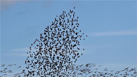 Ein Greifvogel (l) stößt in einen Schwarm aus Staren die sich derzeit am Himmel sammeln. Im Hintergrund sind Gänse zu sehen die fortziehen. Zugvögel gehören zu den wandernden Tierarten, die oft riesige Entfernungen zurücklegen.