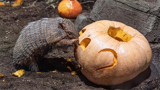 Ein Gürteltier bekommt im Tierpark Hagenbeck in Hamburg zu Halloween sein Futter in einem Grusel-Kürbis serviert.