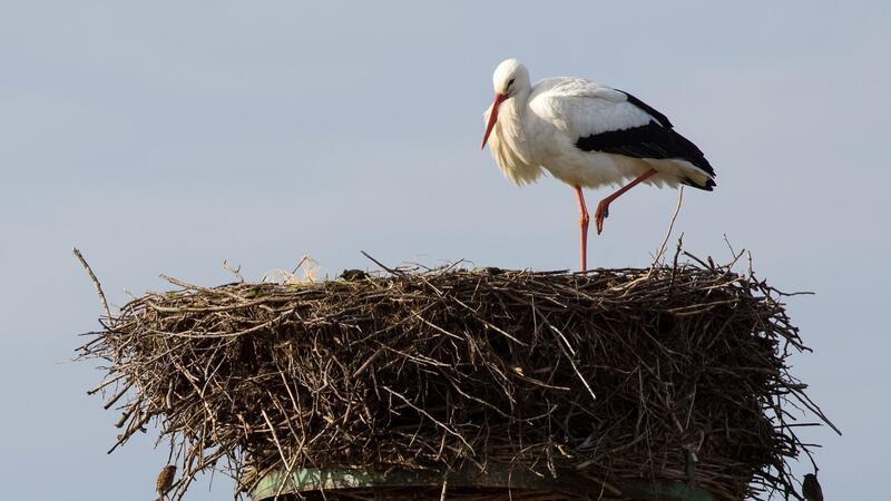 Ein Hamburger Weißstorch sitzt in einem Nest. (Symbolbild)
