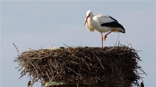 Ein Hamburger Weißstorch sitzt in einem Nest. (Symbolbild)