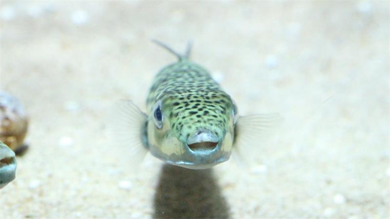Griechenland: Jagd auf giftigen Hasenkopf-Kugelfisch Ein Hasenkopf-Kugelfisch (Lagocephalus sceleratus), undatierte Aufnahme