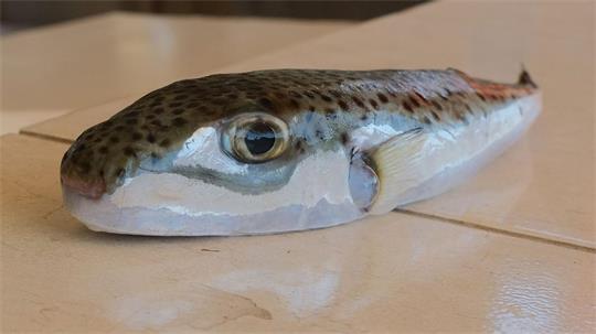 Ein Hasenkopf-Kugelfisch liegt auf einem Tisch.