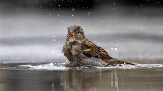 Ein Haussperling, auch Spatz genannt, badet in einer Pfütze.