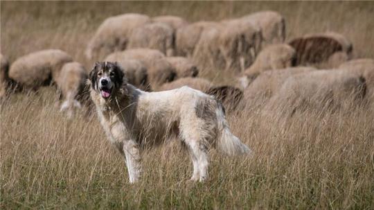Ein Herdenschutzhund bewacht auf einer Weide Schafe.